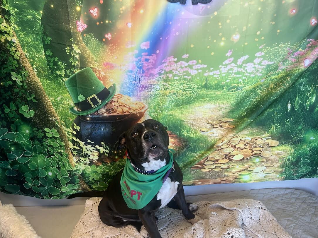 Picture of the Animal Listed